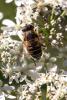 Eristalis nemorum